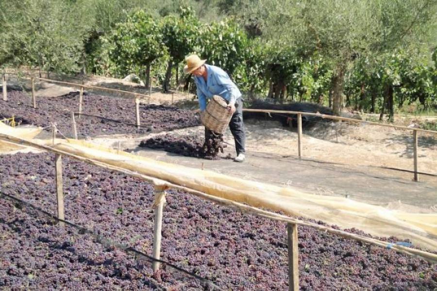 ΥΠΑΑΤ: €4,7 εκατ. στους παραγωγούς κορινθιακής σταφίδας
