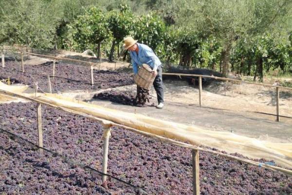 ΥΠΑΑΤ: €4,7 εκατ. στους παραγωγούς κορινθιακής σταφίδας