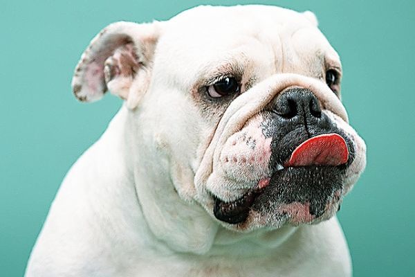 Οι τετράποδοι φίλοι μας γιορτάζουν και μας καλούν στο MEC Παιανίας!
