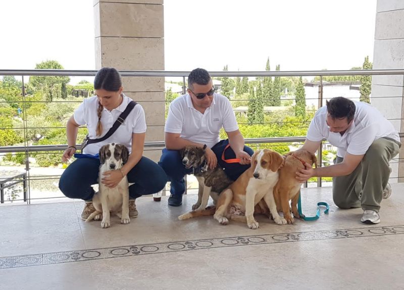 Τριήμερο εκπαίδευσης, φροντίδας και υιοθεσίας κατοικίδιων στην Costa Navarino