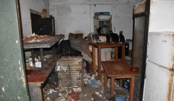 Δονούσα: Πρωτοφανές πρόστιμο 1,7 εκατ. ευρώ σε 63χρονο για βασανισμό ζώων