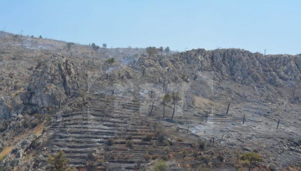 Χίος: Ολοκληρωτική καταστροφή-Κάηκαν 15 χιλιάδες στρέμματα μαστίχας
