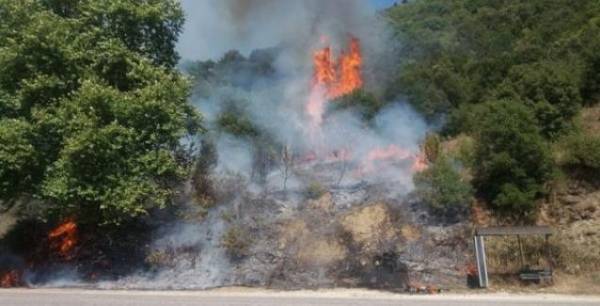 Πυρκαγιά σε δασική έκταση στις Ροβιές Ευβοίας