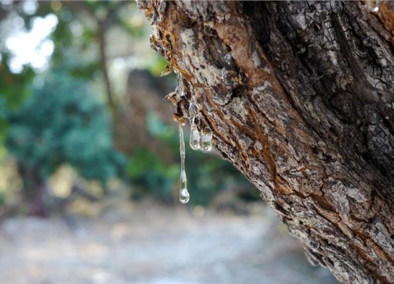 H πανίσχυρη φαρμακοβιομηχανία GNC επενδύει στη μαστίχα Χίου