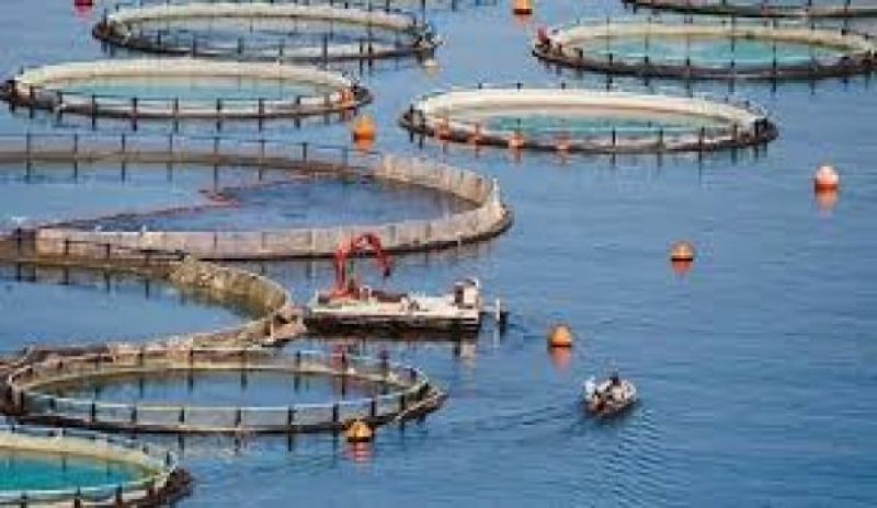 Προθεσμία δύο ετών για Σελόντα, Νηρέα – Ο ρόλος του κ. Αθ. Σκορδά