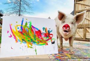 Pigcasso: Ένα γουρουνάκι που σώθηκε από τη σφαγή αποδεικνύει ότι και τα ζώα είναι δημιουργικά