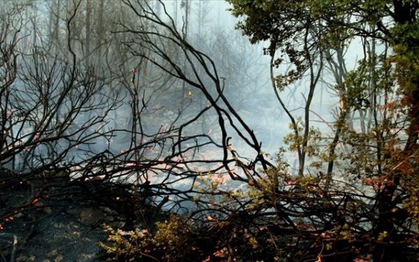 Σε ύφεση η δασική πυρκαγιά στο Λεσίνι Μεσολογγίου
