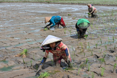 Ρύζι: «Άλμα» 15ετίας στις τιμές στην Ασία- Η νέα απειλή