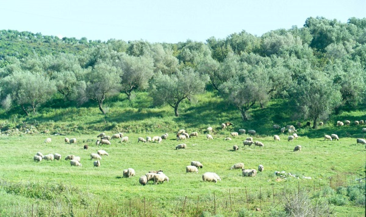 Ο ΟΠΕΚΕΠΕ στέλνει στον εισαγγελέα 7 περιπτώσεις με «εικονικά» βοσκοτόπια