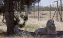 Στειρωμένο λιοντάρι έγινε πατέρας τριών λευκών λιονταριών