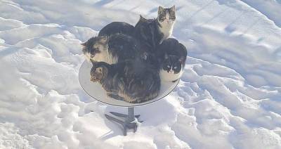 Το νέο δορυφορικό internet του Έλον Μασκ απειλείται από… γάτες