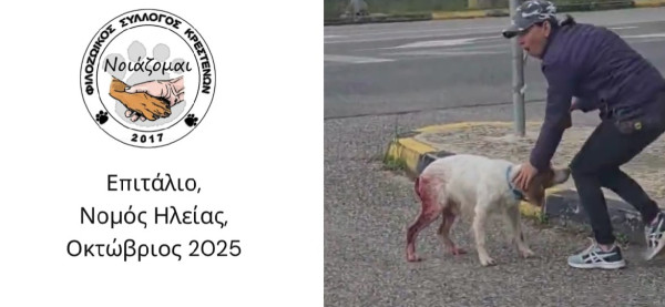 Νεότερα για το σκυλί που βρέθηκε τραυματισμένο στο Επιτάλιο του Ν. Ηλείας