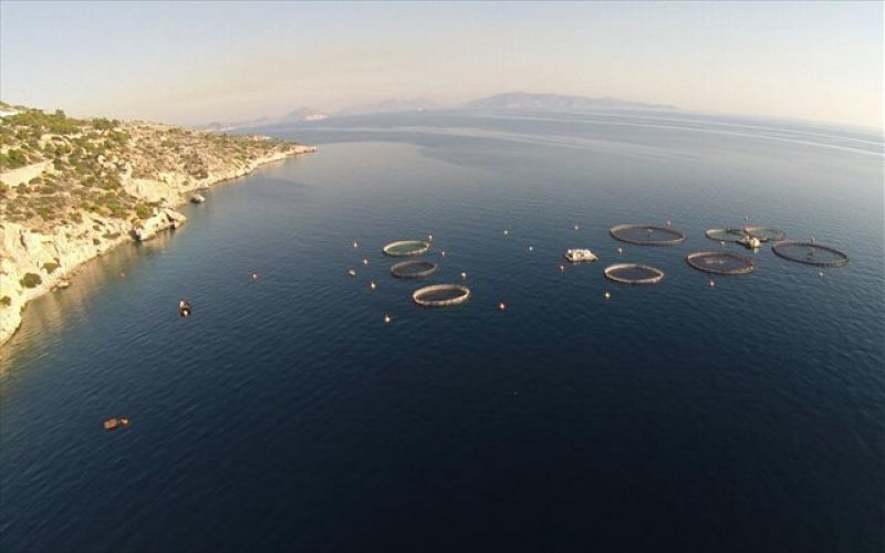 Μικρή πτώση 0,5% στην ποσότητα των εκτρεφόμενων ψαριών