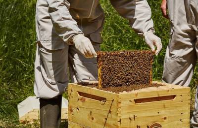 ΥΠΑΑΤ: €1,8 εκατ. στους μελισσοκόμους των μικρών νησιών του Αιγαίου