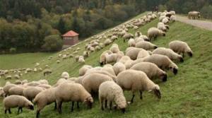 ΕΛΣΤΑΤ: Άνοδος για τον γενικό δείκτη τιμών εκροών στη γεωργία-κτηνοτροφία
