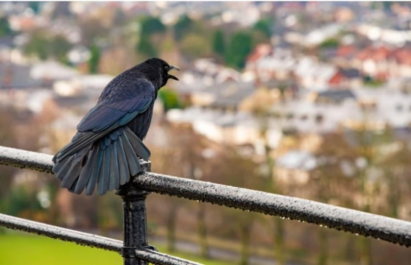 John Eveson/Alamy