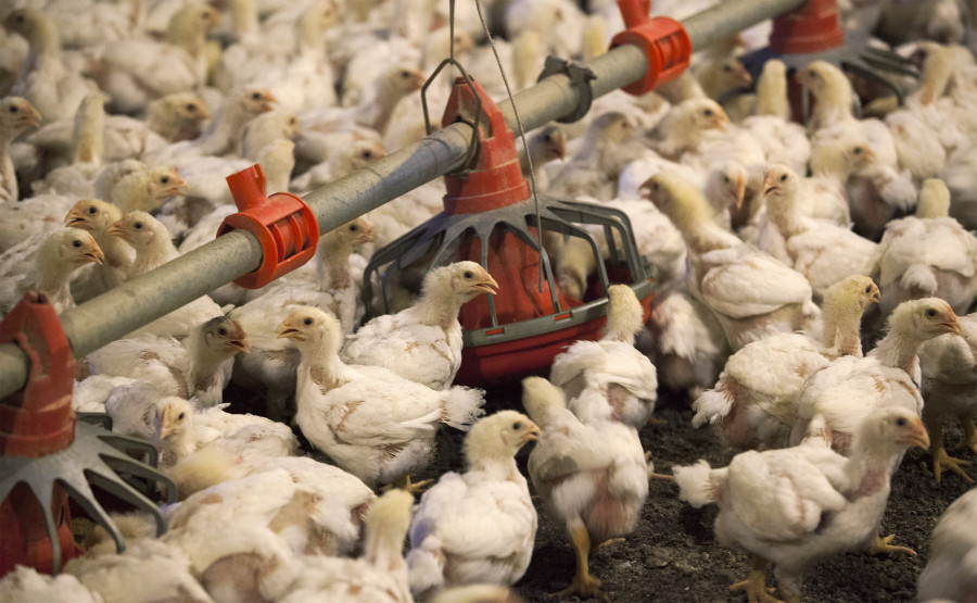 Πολωνία: Ξέσπασμα γρίπης των πτηνών στον μεγαλύτερο ευρωπαίο παραγωγό πουλερικών