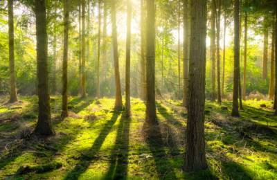 Τουλάχιστον 1/3 είδη δέντρων της Γης κινδυνεύουν με εξαφάνιση