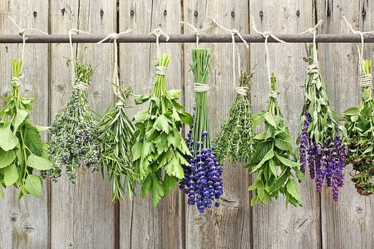 7 θαυματουργά βότανα για βαθιές αναπνοές και καθαρά πνευμόνια