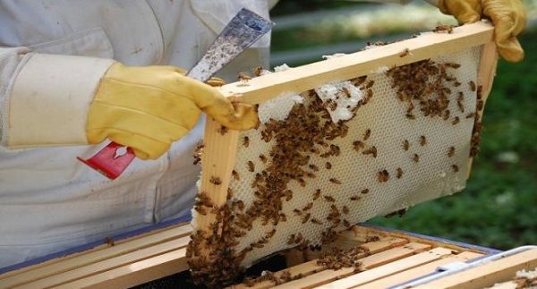 Στήριξη της μελισσοκομίας με 5,7 εκ. ευρώ το 2015