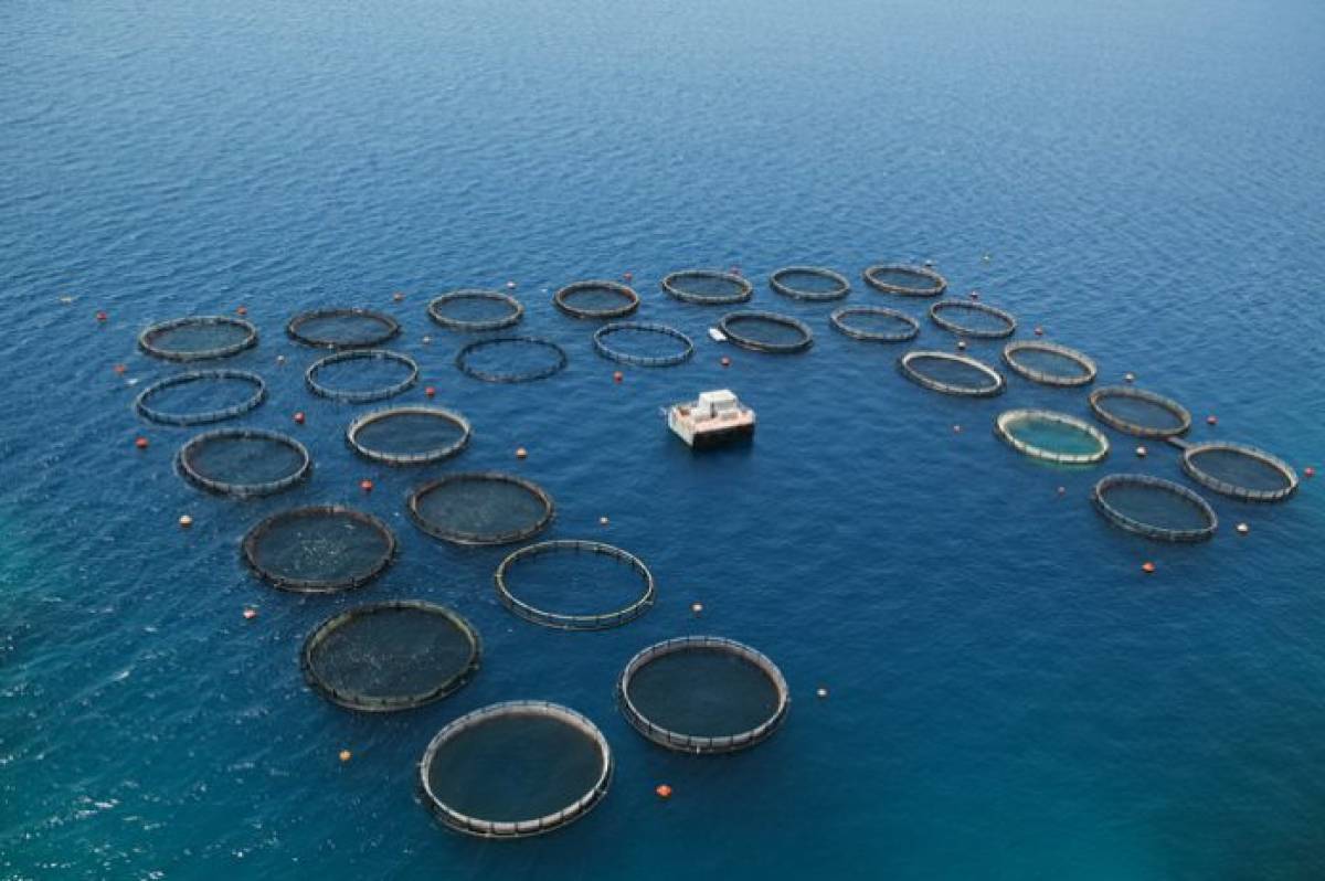 Αύξηση 3,4% στην παραγωγή των εκτρεφόμενων-καλλιεργούμενων ειδών υδατοκαλλιέργειας το 2020