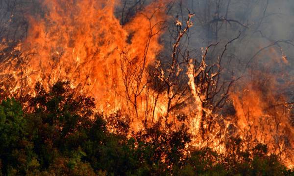 Εύβοια: Τo 1/3 των δασών της κάηκε φέτος
