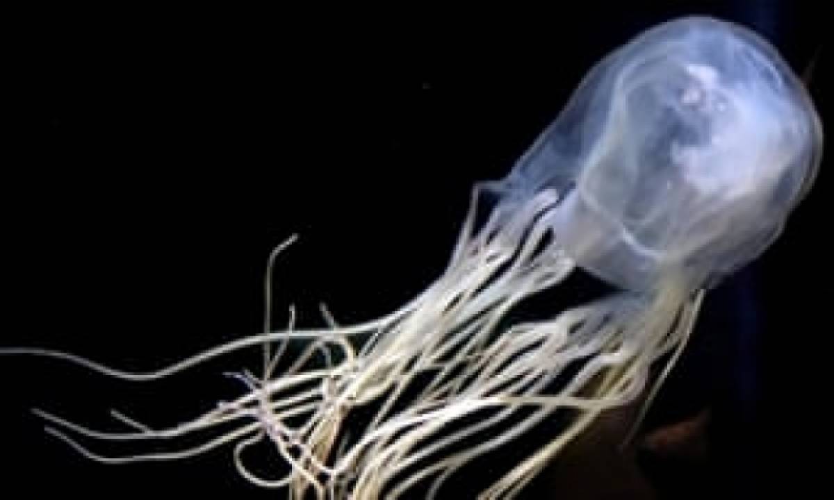 Επιστήμονες βρήκαν το αντίδοτο του πιο δηλητηριώδους τσιμπήματος