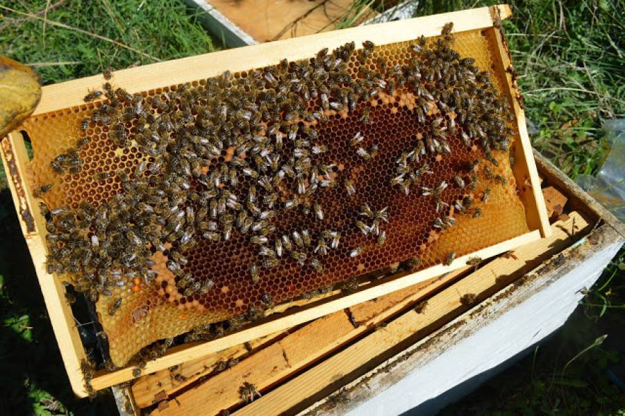 Εύβοια: Τρ. Πειραιώς και Αττική Μελισσοκομική ενισχύουν τους παραγωγούς μελιού