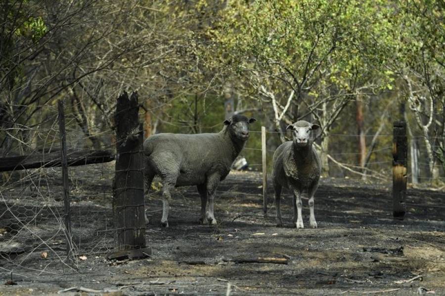 Αυστραλία: 500 εκατομμύρια ζώα έχουν χαθεί στις πυρκαγιές
