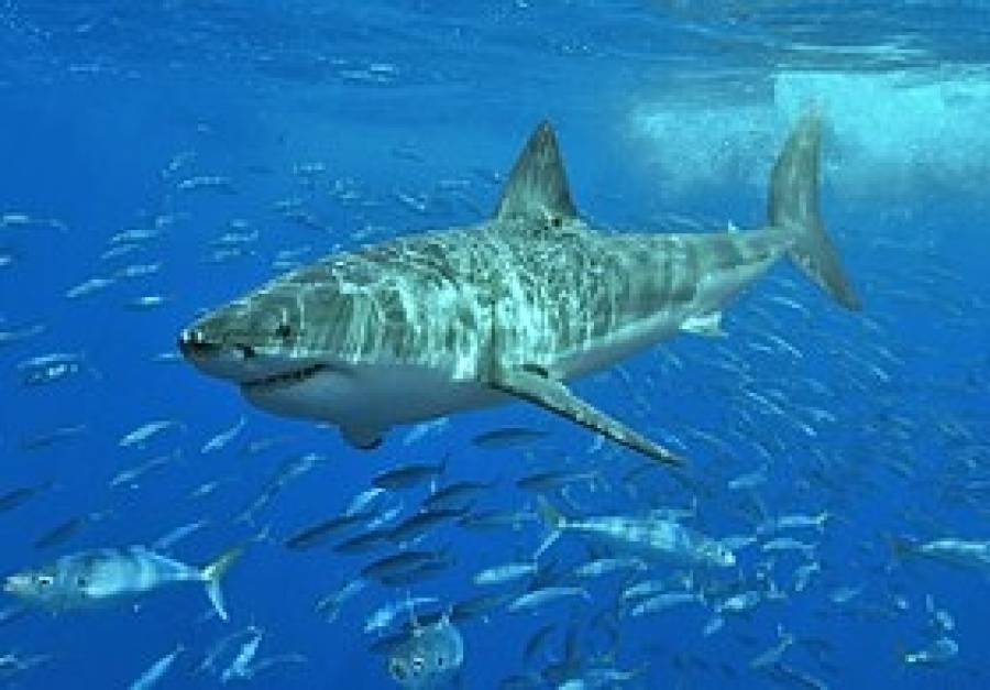 Το DNA του λευκού καρχαρία στη μάχη κατά του καρκίνου