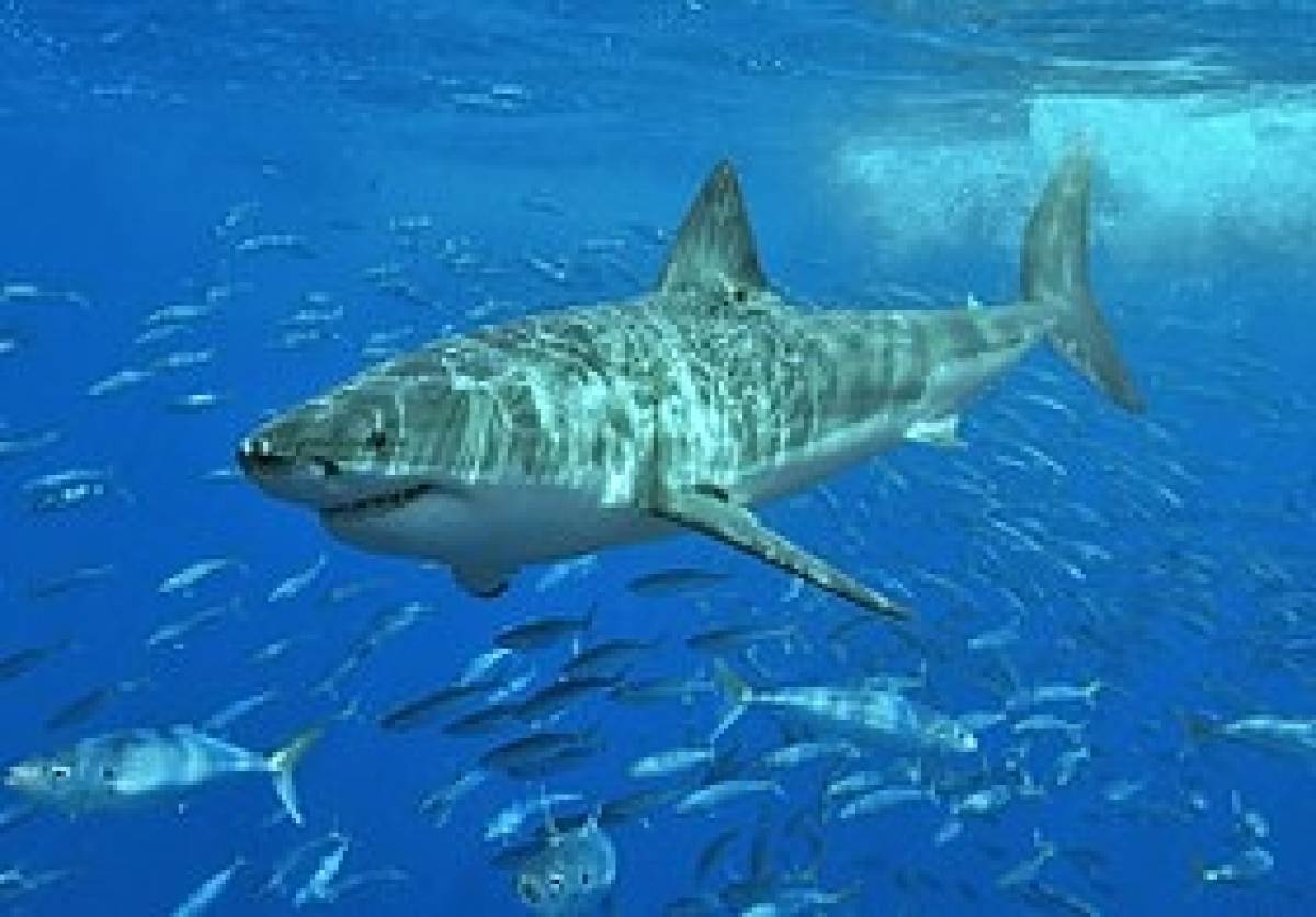 Το DNA του λευκού καρχαρία στη μάχη κατά του καρκίνου