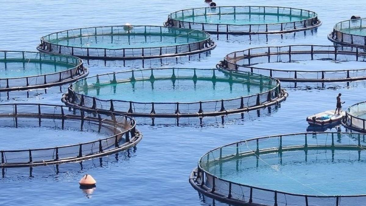 Από την Κίνα οι περισσότερες εξαγωγές προϊόντων ιχθυοκαλλιέργειας