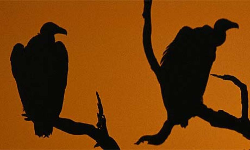 "Κερδίζοντας από την κρίση" - Πως τα κοράκια βγάζουν χρήματα από την Ελλάδα