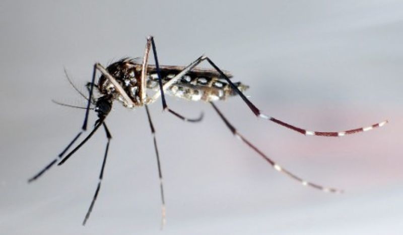 Ιός Ζίκα: Στη Γερμανία δύο επιβεβαιωμένα κρούσματα