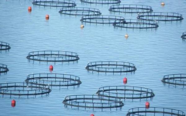 Σελόντα: Με περίπου 92,79% η Andromeda Seafood