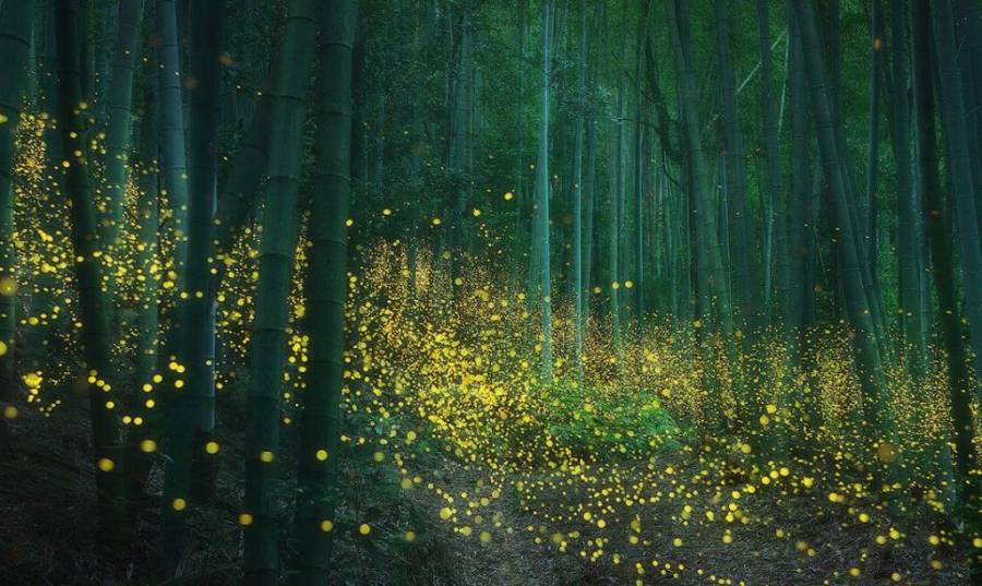 Φωτογράφος αποτύπωσε ένα δάσος φωτισμένο από πυγολαμπίδες και οι εικόνες είναι μαγικές