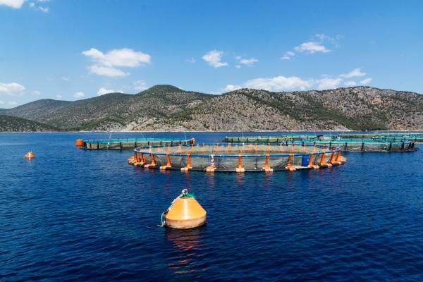 ΕΛΟΠΥ: Μελέτη για την ανάπτυξη της ελληνικής ιχθυοκαλλιέργειας