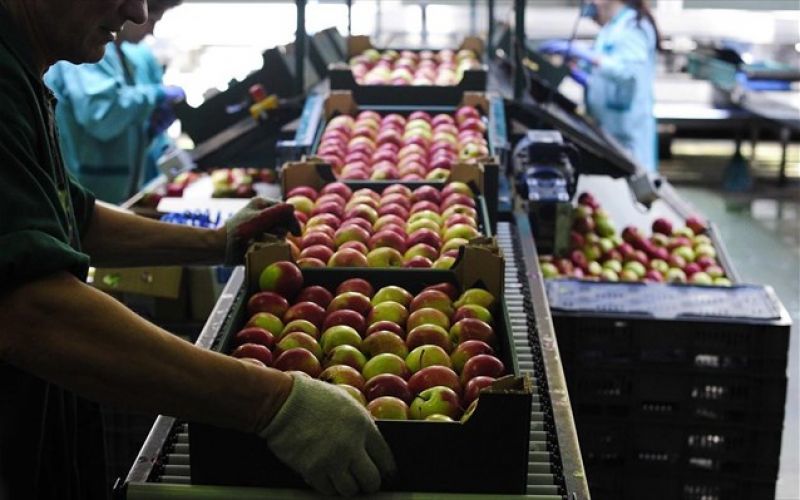 Έκτακτα μέτρα στήριξης παραγωγών οπωροκηπευτικών λόγω των Ρωσικών απαγορεύσεων