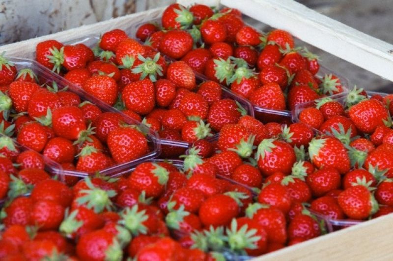 Η Ουκρανική κρίση, η Ρωσία και οι Ισπανοί παραγωγοί θα καθορίσουν την τιμή της ελληνικής φράουλας!