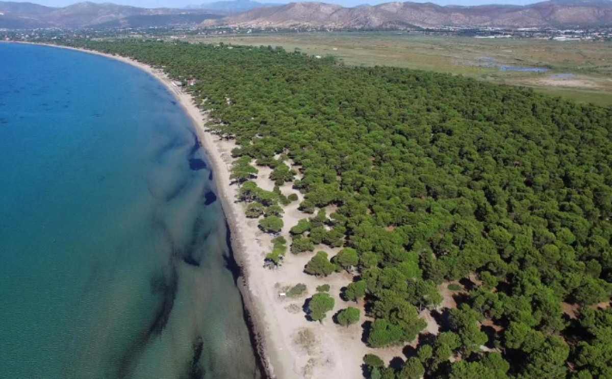 Αυτοψία Σώματος Επιθεωρητών και Ελεγκτών, ΟΦΥΠΕΚΑ και Δασαρχείου Καπανδριτίου στο Εθνικό Πάρκο Σχινιά