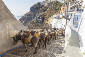 Απαγόρευση εργασίας και μεταφοράς ιπποειδών σε συνθήκες καύσωνα