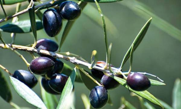 ΥΠΑΑΤ: Πληρωμές για ελιές Καλαμών και καπνά