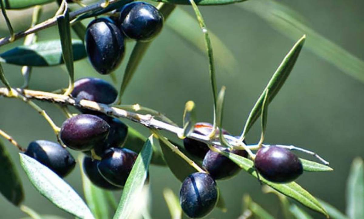 ΥΠΑΑΤ: Πληρωμές για ελιές Καλαμών και καπνά