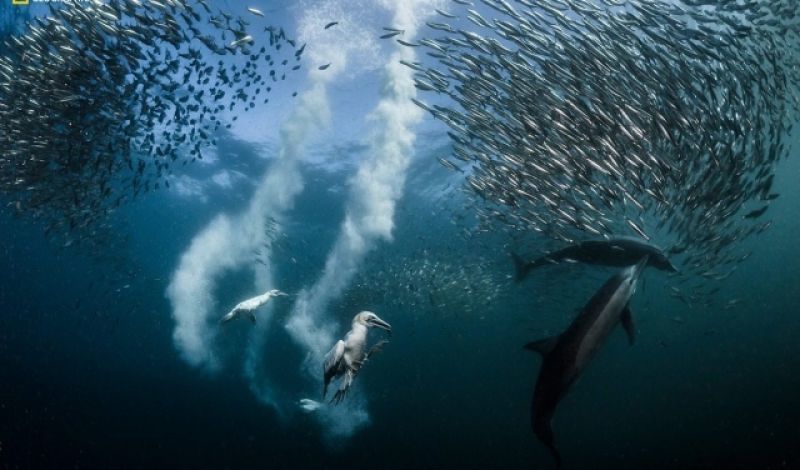 Oι καλύτερες φωτογραφίες του National Geographic για το 2016