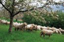 Οι τιμές των πρόσθετων ενισχύσεων για αιγοπρόβατα