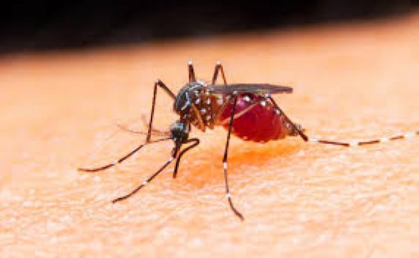 Κουνούπια: Πώς θα απαλλαγείτε απο την παρουσία τους