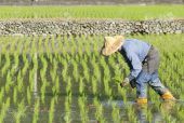 Πεκίνο: Άμεση επιδίωξη η πράσινη ανάπτυξη μέσω εκπαίδευσης των αγροτών