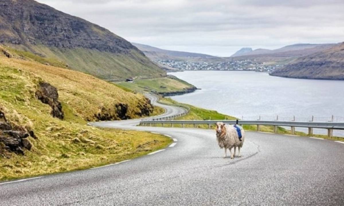 Μετά το Street View έρχεται το... Sheep View