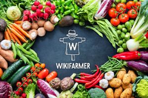 Oι πιο συχνές αναζητήσεις αγροτικών προϊόντων στην πλατφόρμα Wikifarmer