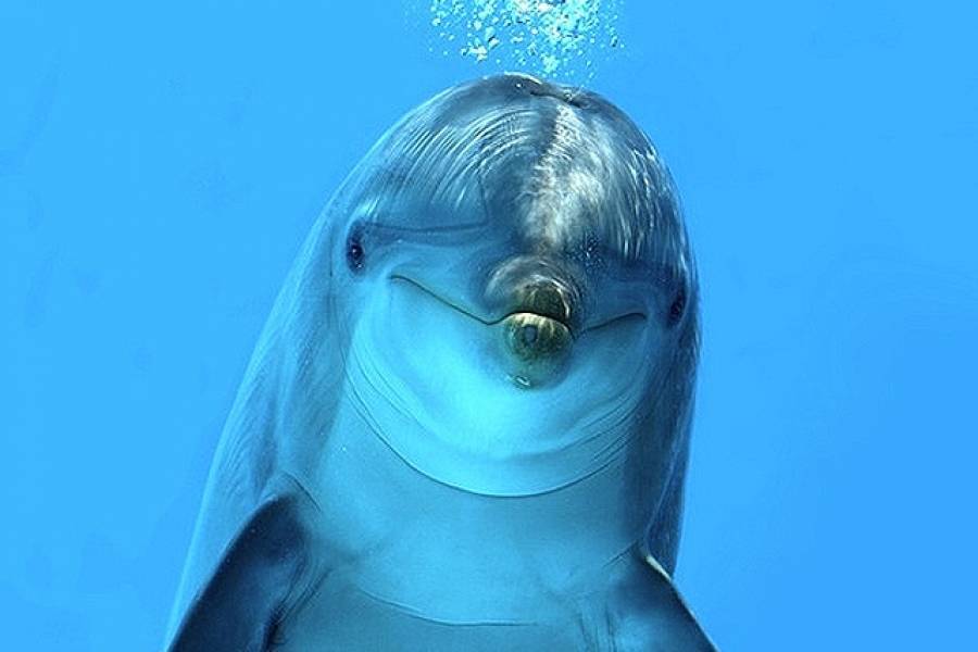 Πώς βλέπουν τα δελφίνια ένα δύτη κάτω από το νερό;
